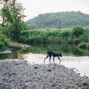 dog animal water