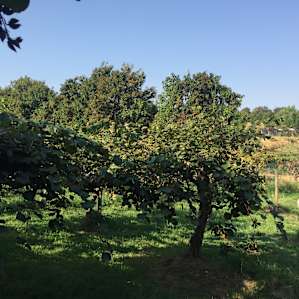 Orchard Nest