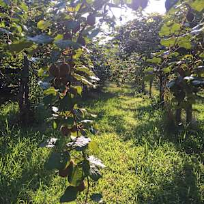 Orchard Nest