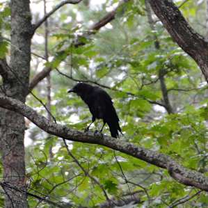 The piper at the gates of dawn or Edgar Allan Poe's protege