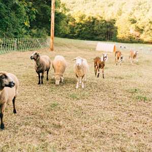 farm animal sheeps