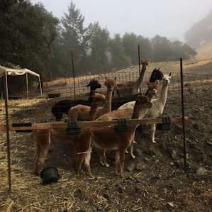 Alpacas