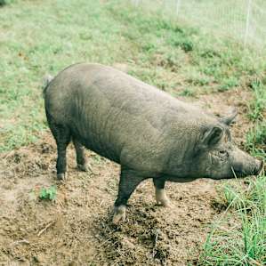 This sweet little pig has beautiful habitat created just for him on the farm and comes running to meet you!