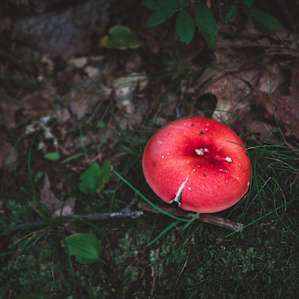 Colorful mushrooms on the Monument Trail hike.