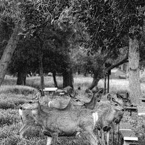 Lots of deer in the South Campground