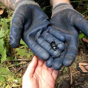 We found this beast crawling around the recently cut trails behind the herb garden.