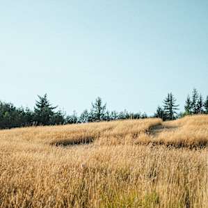 The open field, great for roaming around. Mt. Rainier can be seen from it on a clear day!