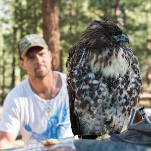 A juvenile hawk with a broken wing.