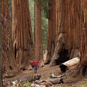 Dad in the Sequoias!