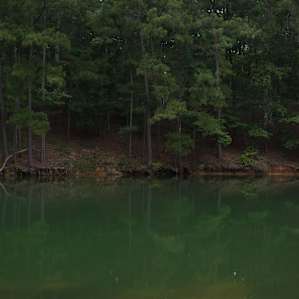 forest water