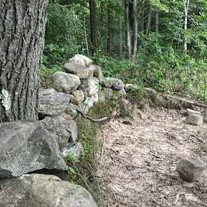 Silvopasture Pondview