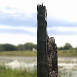 Silvopasture Pondview