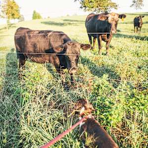 Grass fed cattle great us on a morning stroll