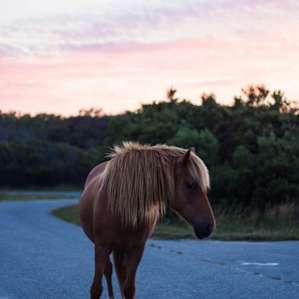 the horses come right up to your tent site and often