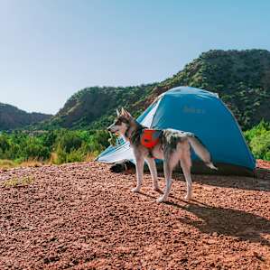 tent dog animal