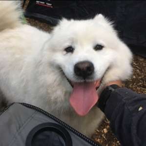 Surprise visit from the most friendly pup! Pure joy.