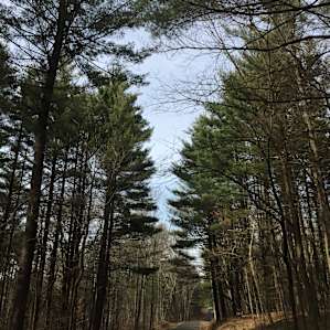 Trees on trees on trees!