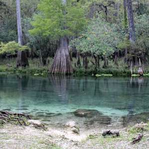 The waters of the Ichetucknee are clear, cool, and refreshing on a hot Florida day. This is Point Park, a ten minute walk from camp.