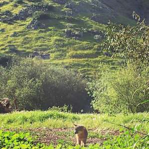 Furry friends! Island Foxes everywhere!
