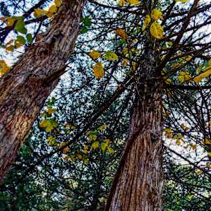 Rocky Branch Campground