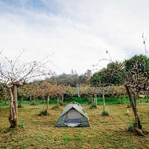 Sleep right under kiwi trees