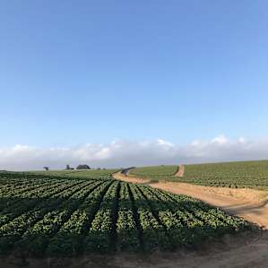 Right behind our tent. Woke up to the farmers singing about strawberries in spanish :)
