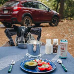 food dog animal