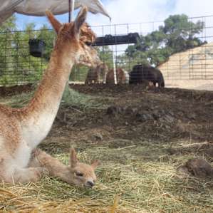 The baby alpaca, Storm, and her mama alpaca!
