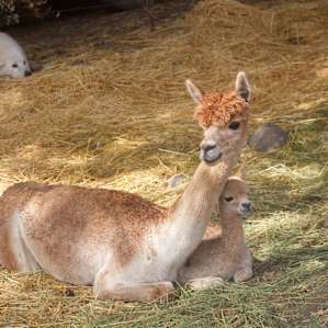 We hung out with these alpacas for hours in the morning while drinking coffee