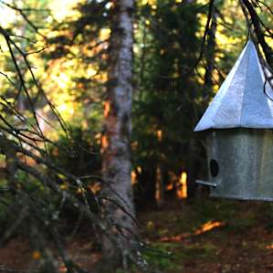 the bird's yurt