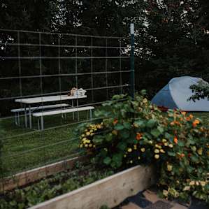 Tent and picnic table right next to these lovely bushes