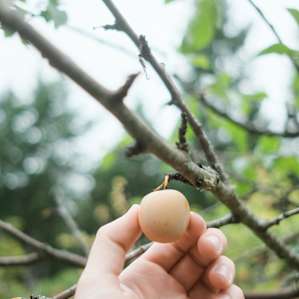 Plums are ripe for the picking!