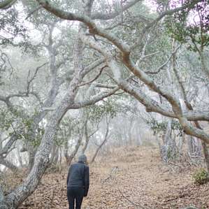 foggy morning walks