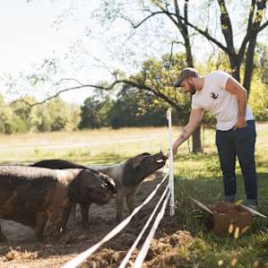 We got to feed the pigs apples from her orchard.