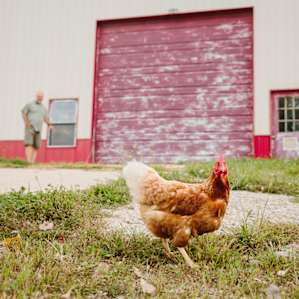 Greeted by part of the barnyard welcome committee.