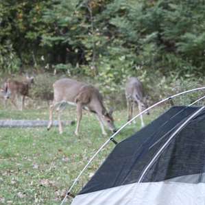 Mathews Arm Campground