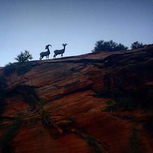 These regal creatures were one one of my favorite things about Zion