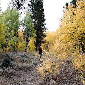 the autumn trees are so beautiful here!