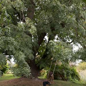The most beautiful tree with a fun swing.
