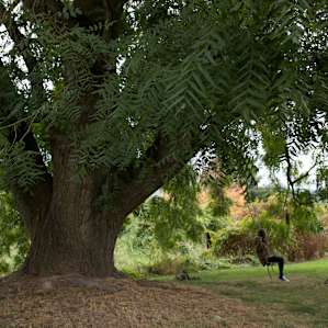 Another shot of this gorgeous tree!