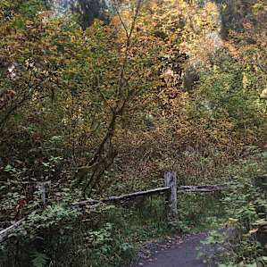 Hoh Campground