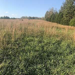 Field where we camped!