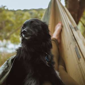 dog hammock animal
