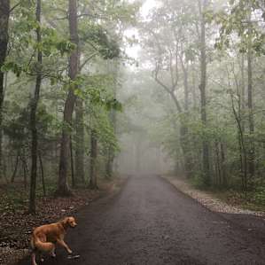 Misty mountains in the morning! A few of the cabins are dog friendly which is great.