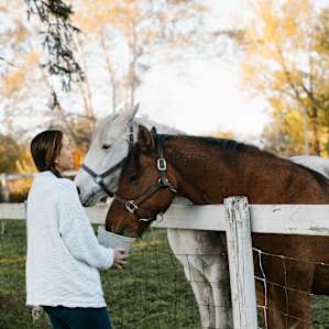 horse animal