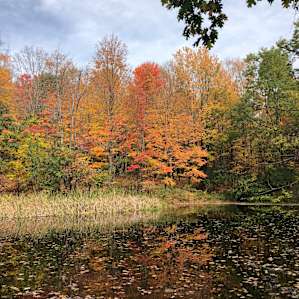 Fall foliage in Finger Lakes National Forest