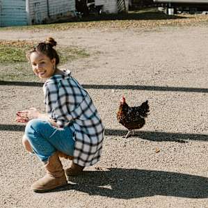animal chicken