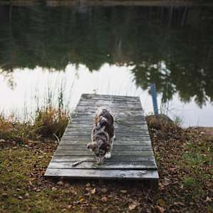 dog animal water