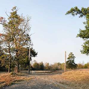 Part of Shelly's land.