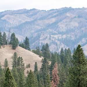 forest mountain